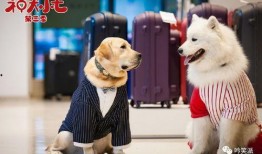神犬小七3在线观看,忠诚守护，再战江湖