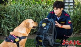 神犬小七3在线观看,忠诚守护，再战江湖
