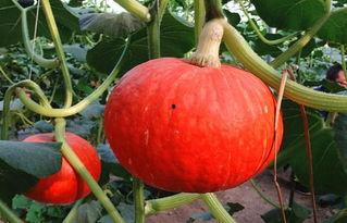 东瓜娱乐吃瓜,揭秘娱乐圈那些吃瓜背后的故事